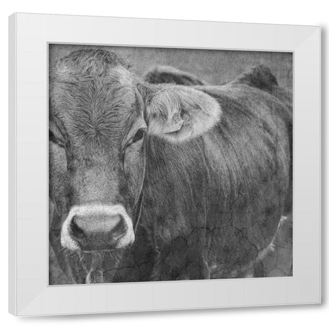 Bull White Modern Wood Framed Art Print by Phillip, Jamie