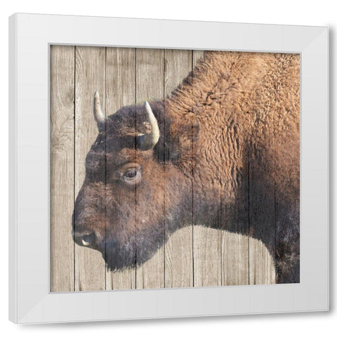 Buffalo Bison White Modern Wood Framed Art Print by Phillip, Jamie