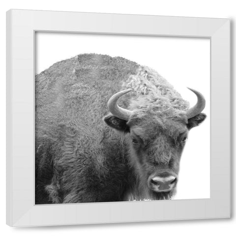 BW Bison White Modern Wood Framed Art Print by Phillip, Jamie