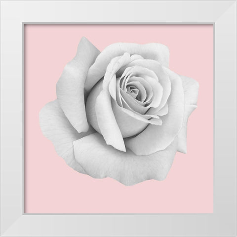 Rose Gold White Modern Wood Framed Art Print by Phillip, Jamie