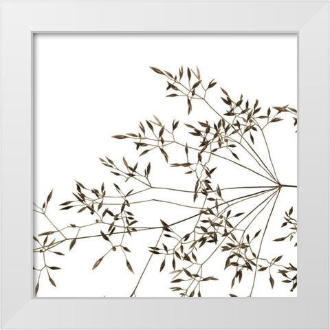 Rose Fillers White Modern Wood Framed Art Print by Phillip, Jamie