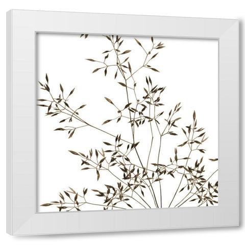 Rose Fillers 2 White Modern Wood Framed Art Print by Phillip, Jamie