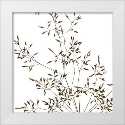 Rose Fillers 2 White Modern Wood Framed Art Print by Phillip, Jamie