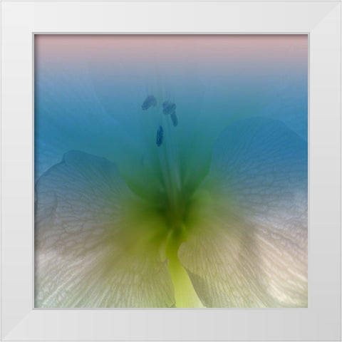 Xray White Modern Wood Framed Art Print by Phillip, Jamie