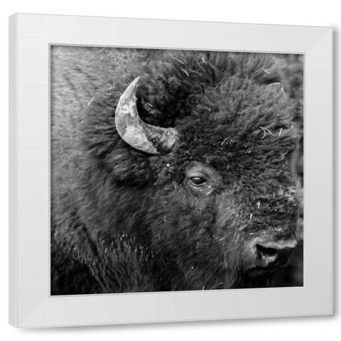 Buffalo Baby White Modern Wood Framed Art Print by Phillip, Jamie