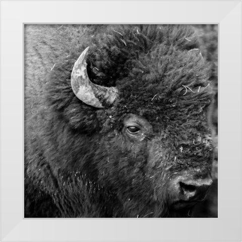 Buffalo Baby White Modern Wood Framed Art Print by Phillip, Jamie