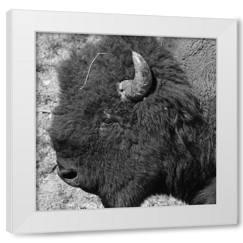 Buffalo Baby 2 White Modern Wood Framed Art Print by Phillip, Jamie