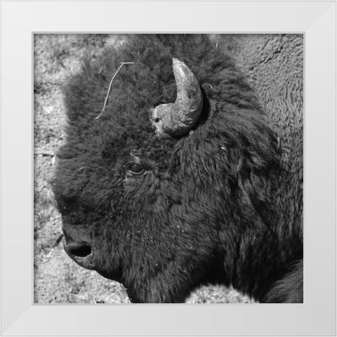 Buffalo Baby 2 White Modern Wood Framed Art Print by Phillip, Jamie
