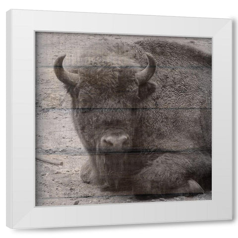 Buffalo Baby 3 White Modern Wood Framed Art Print by Phillip, Jamie