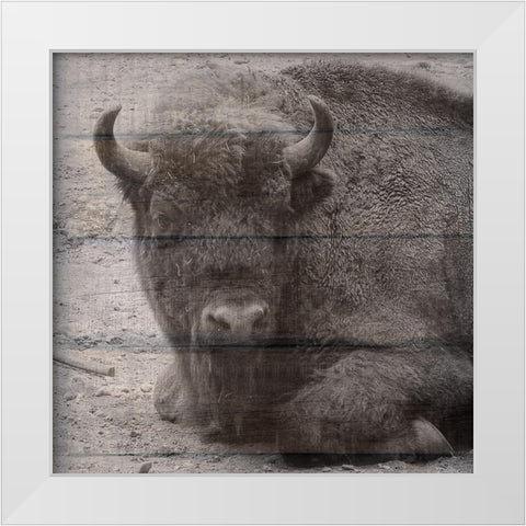 Buffalo Baby 3 White Modern Wood Framed Art Print by Phillip, Jamie