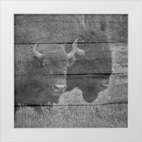 Bison White Modern Wood Framed Art Print by Phillip, Jamie