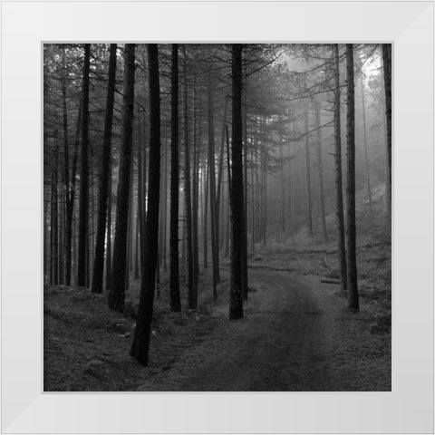 Forest 2 White Modern Wood Framed Art Print by Phillip, Jamie