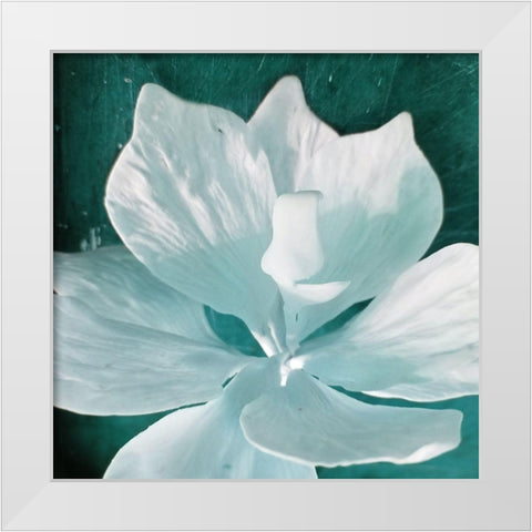 Blue Orchid White Modern Wood Framed Art Print by Phillip, Jamie