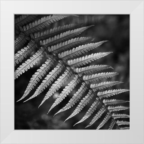 Night Fall Fern White Modern Wood Framed Art Print by Phillip, Jamie