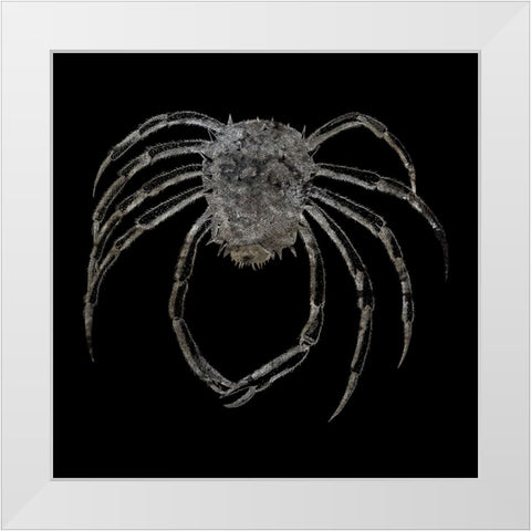 Whay So Crabby 4 White Modern Wood Framed Art Print by Phillip, Jamie