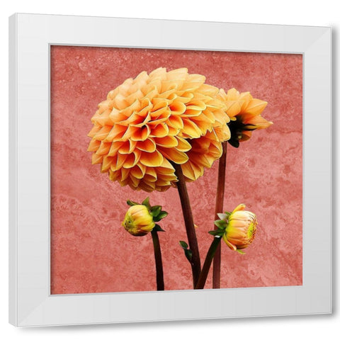 Morning Glory 2 White Modern Wood Framed Art Print by Phillip, Jamie