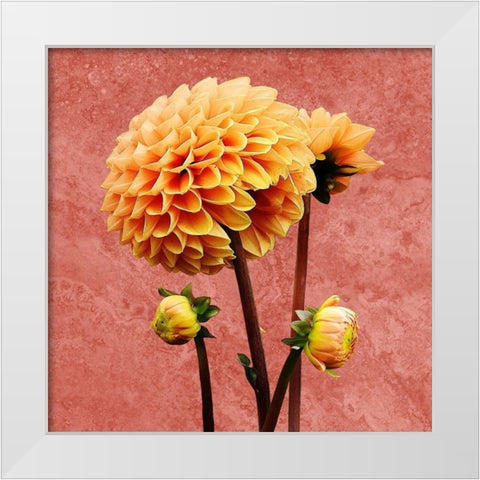 Morning Glory 2 White Modern Wood Framed Art Print by Phillip, Jamie