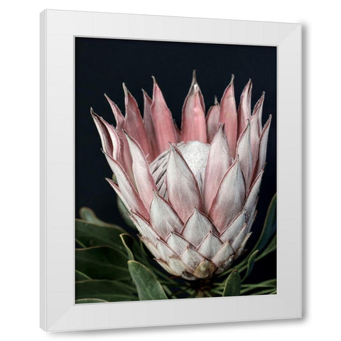 King of Flowers White Modern Wood Framed Art Print by Urban Road