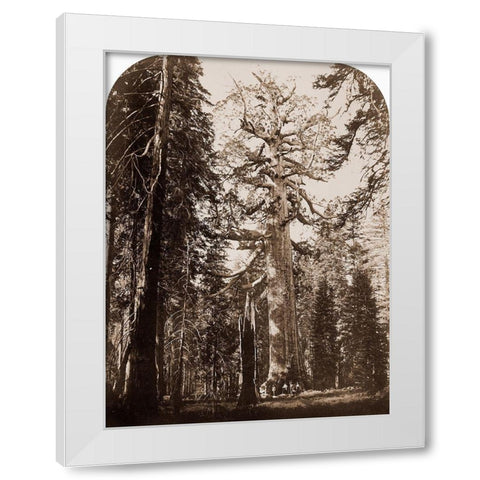 Grizzly Giant - 33 ft. diam. -  Mariposa Grove, Yosemite, California, 1861 White Modern Wood Framed Art Print by Watkins, Carleton