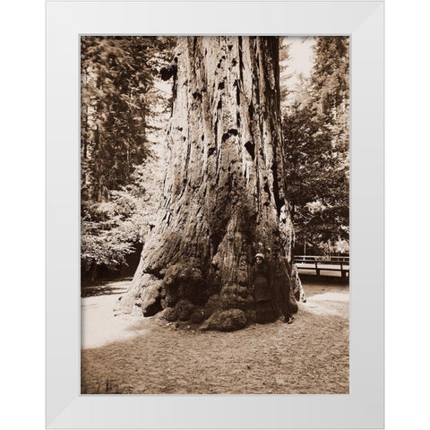 Big Tree Felton (Redwood), Santa Cruz, California, 1880s White Modern Wood Framed Art Print by Watkins, Carleton