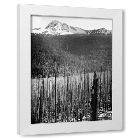 Burned Area, Glacier National Park, Montana - National Parks and Monuments, 1941 White Modern Wood Framed Art Print by Adams, Ansel