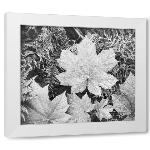 Leaves, Glacier National Park, Montana - National Parks and Monuments, 1941 White Modern Wood Framed Art Print by Adams, Ansel