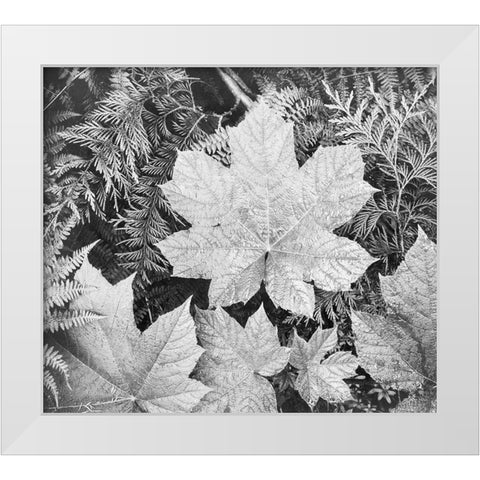 Leaves, Glacier National Park, Montana - National Parks and Monuments, 1941 White Modern Wood Framed Art Print by Adams, Ansel