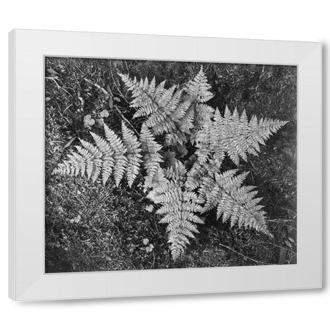 Ferns, Glacier National Park, Montana - National Parks and Monuments, 1941 White Modern Wood Framed Art Print by Adams, Ansel
