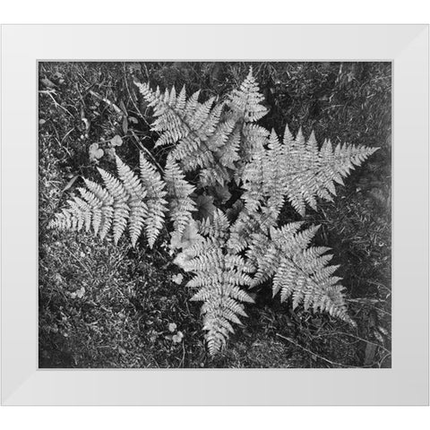 Ferns, Glacier National Park, Montana - National Parks and Monuments, 1941 White Modern Wood Framed Art Print by Adams, Ansel