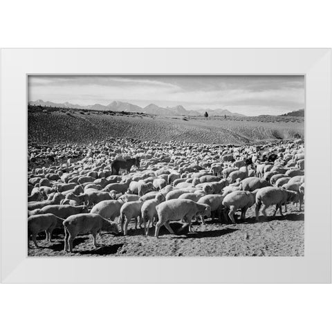 Flock in Owens Valley - National Parks and Monuments, 1941 White Modern Wood Framed Art Print by Adams, Ansel
