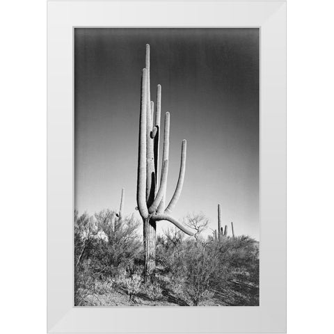Full view of cactus and surrounding shrubs, In Saguaro National Monument, Arizona, ca. 1941-1942 White Modern Wood Framed Art Print by Adams, Ansel