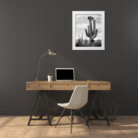 Full view of cactus with others surrounding, Saguaros, Saguaro National Monument, Arizona, ca. 1941- White Modern Wood Framed Art Print by Adams, Ansel