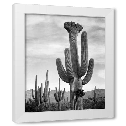 Full view of cactus with others surrounding, Saguaros, Saguaro National Monument, Arizona, ca. 1941- White Modern Wood Framed Art Print by Adams, Ansel