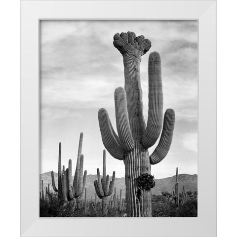 Full view of cactus with others surrounding, Saguaros, Saguaro National Monument, Arizona, ca. 1941- White Modern Wood Framed Art Print by Adams, Ansel
