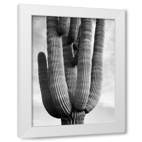 Detail of cactus Saguaros, Saguro National Monument, Arizona, ca. 1941-1942 White Modern Wood Framed Art Print by Adams, Ansel