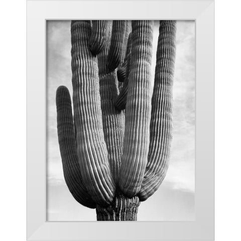 Detail of cactus Saguaros, Saguro National Monument, Arizona, ca. 1941-1942 White Modern Wood Framed Art Print by Adams, Ansel