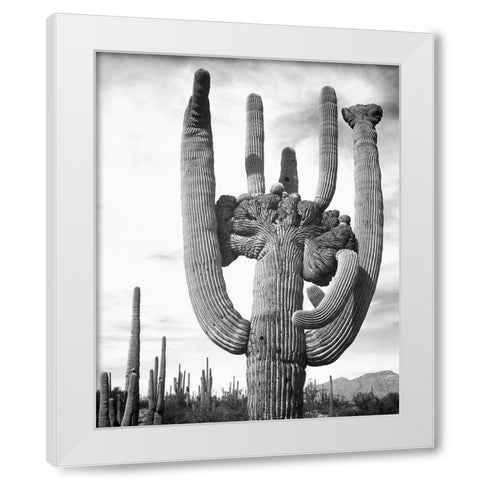 View of cactus and surrounding area Saguaros, Saguaro National Monument, Arizona, ca. 1941-1942 White Modern Wood Framed Art Print by Adams, Ansel