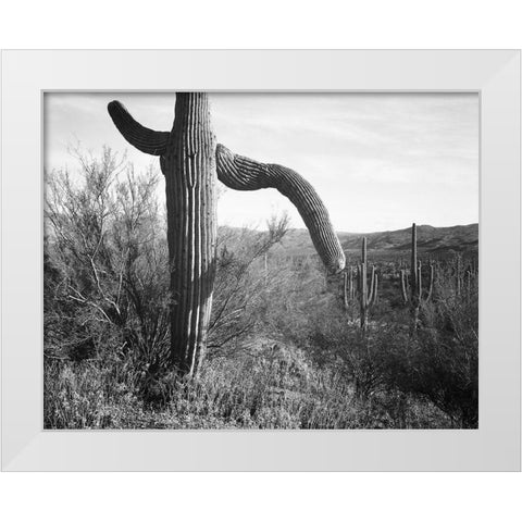 Cactus at left and surroundings, Saguaro National Monument, Arizona, ca. 1941-1942 White Modern Wood Framed Art Print by Adams, Ansel