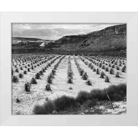 Looking across rows of corn, cliff in background, Corn Field, Indian Farm near Tuba City, Arizona, i White Modern Wood Framed Art Print by Adams, Ansel