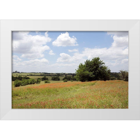 A field of wildflowers near Chappel Hill in Austin County, TX, 2014 White Modern Wood Framed Art Print by Highmith, Carol