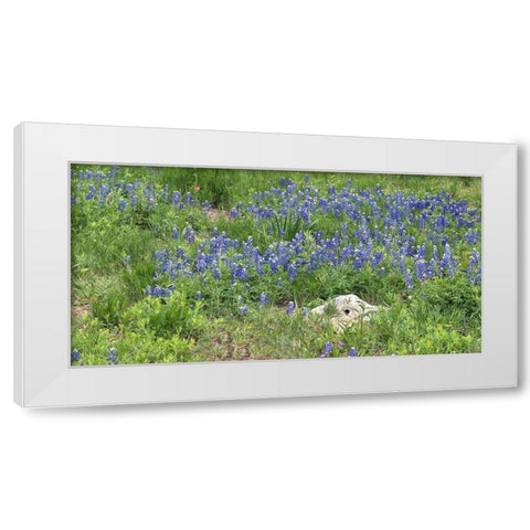 Bluebonnets at the Lady Bird Johnson Wildflower Center, near Austin, TX White Modern Wood Framed Art Print by Highmith, Carol