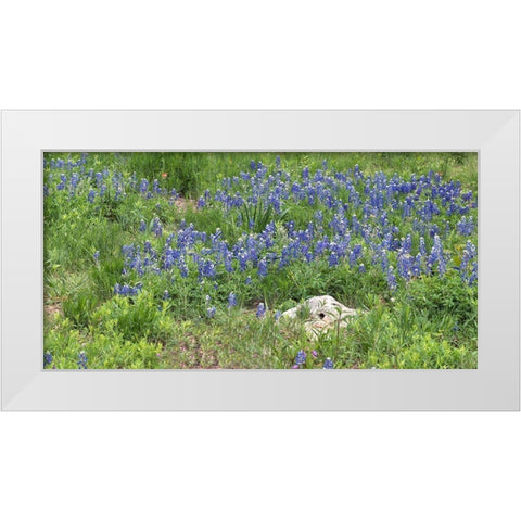 Bluebonnets at the Lady Bird Johnson Wildflower Center, near Austin, TX White Modern Wood Framed Art Print by Highmith, Carol