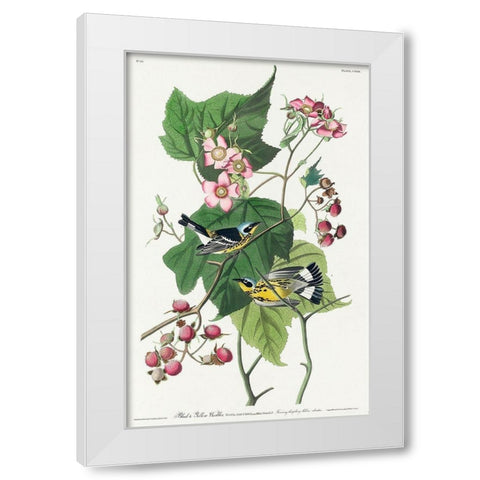 Black and Yellow Warblers White Modern Wood Framed Art Print by Audubon, John James