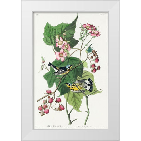 Black and Yellow Warblers White Modern Wood Framed Art Print by Audubon, John James