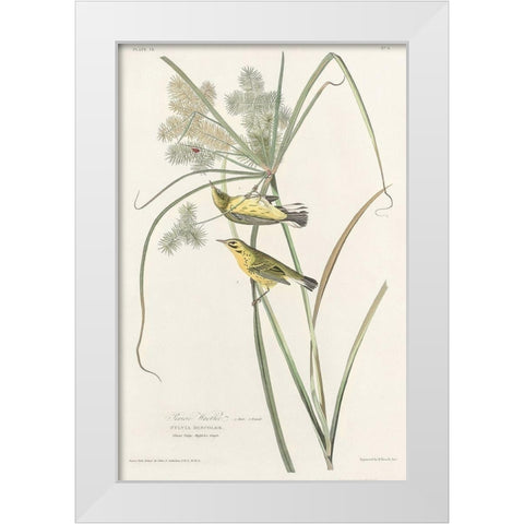 Prairie Warbler White Modern Wood Framed Art Print by Audubon, John James