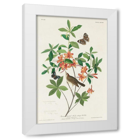 Brown headed Worm eating Warbler White Modern Wood Framed Art Print by Audubon, John James