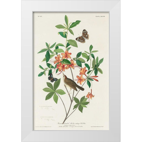Brown headed Worm eating Warbler White Modern Wood Framed Art Print by Audubon, John James