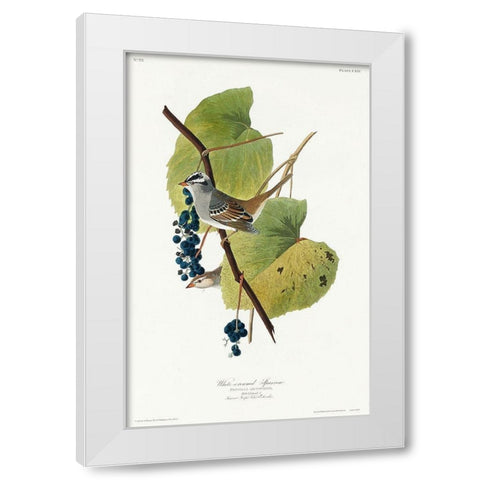 White-crowned Sparrow White Modern Wood Framed Art Print by Audubon, John James