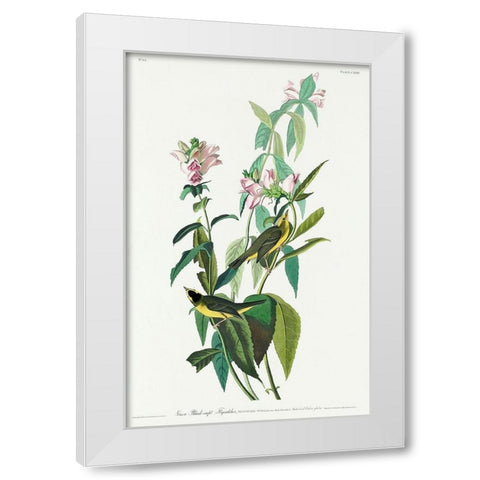 Green Black-Capt Flycatcher White Modern Wood Framed Art Print by Audubon, John James