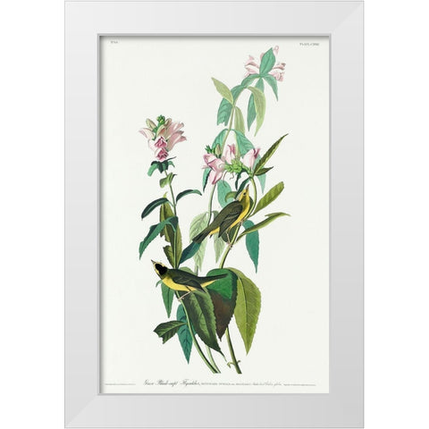 Green Black-Capt Flycatcher White Modern Wood Framed Art Print by Audubon, John James